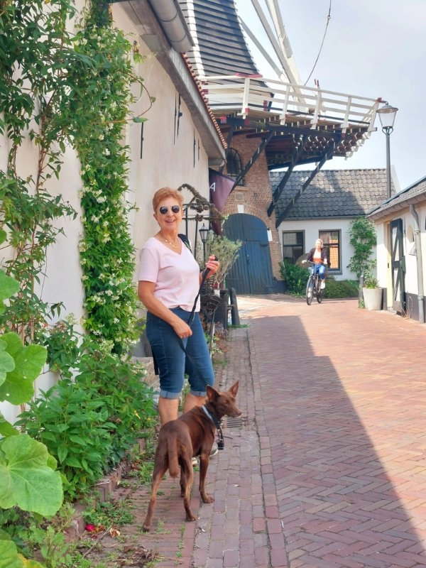 All About Podencos